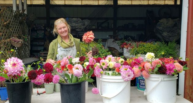 Farmer Rebecca with buckets of beautiful dahlia flowers